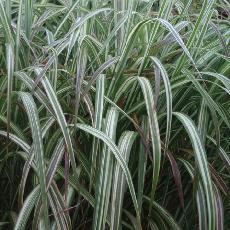 Miscanthus sinensis var. condensatus  'Cosmopolitan'