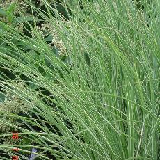 Miscanthus sinensis  'Morning Light'
