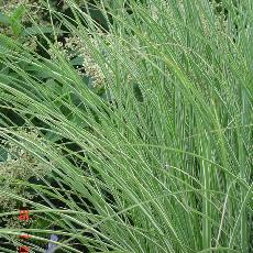 Miscanthus sinensis  'Morning Light'