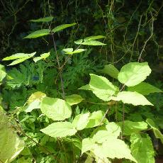 Aralia racemosa