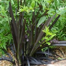 Ophiopogon planiscapus  'Nigrescens'