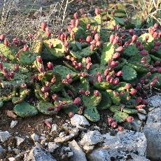 Opuntia humifusa