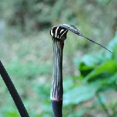 Arisaema concinnum