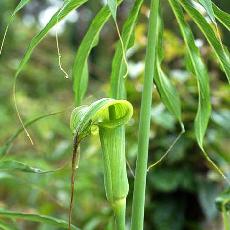 Arisaema consanguineum