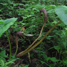 Arisaema costatum
