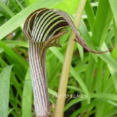 Arisaema fargesii