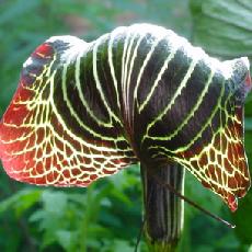 Arisaema griffithii