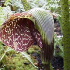 Arisaema griffithii var. pradhanii