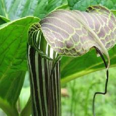 Arisaema nepenthoides