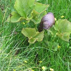 Arisaema propinquum