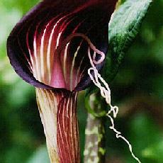Arisaema speciosum