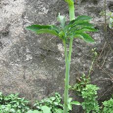 Arisaema tortuosum