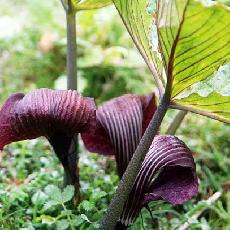 Arisaema utile