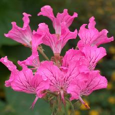 Pelargonium endlicherianum