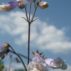 Penstemon hirsutus