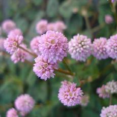 Persicaria capitata