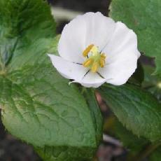 Podophyllum hexandrum