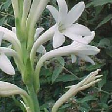 Polyanthes tuberosa