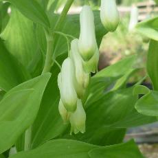 Polygonatum commutatum