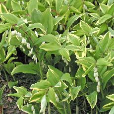 Polygonatum multiflorum  'Variegatum'