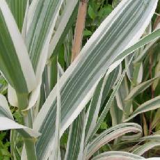 Arundo donax var. versicolor