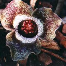 Asarum splendens