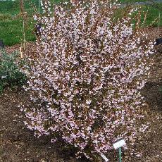 Prunus incisa  'Kojo-No-Mai'