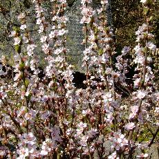 Prunus tomentosa