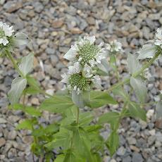 Pycnanthemum pilosum