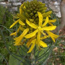 Asphodeline lutea