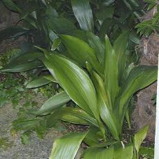 Aspidistra elatior