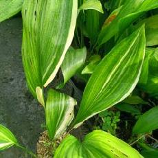 Aspidistra elatior  'Variegata'