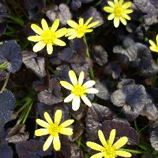 Ranunculus ficaria  'Brazen Hussy'