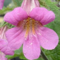 Rehmannia elata