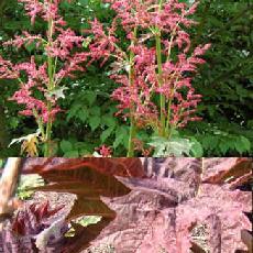 Rheum palmatum var. tanguticum