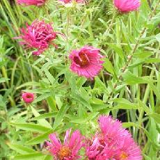 Aster novae-angliae  'Andenken An Alma Potschke'