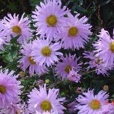 Aster novi-belgii  'Fellowship'