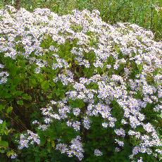 Aster ageratoides  'Asran'