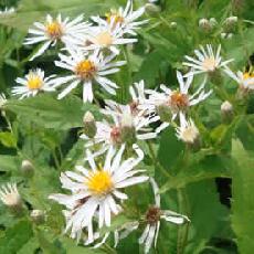 Aster furcatus