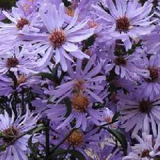 Aster laevis  'Arcturus'