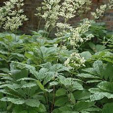 Rodgersia sambucifolia