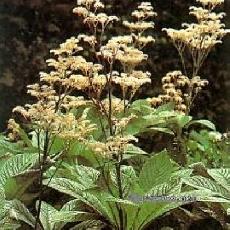 Rodgersia aesculifolia
