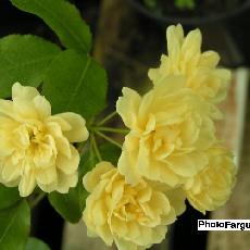 Rosa banksiae  'Lutea'