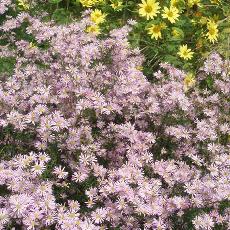 Aster ericoides  'Pink Star'