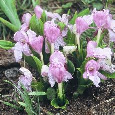 Roscoea alpina