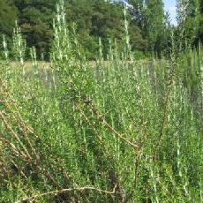 Rosmarinus officinalis