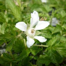 Rubus xanthocarpus