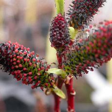 Salix gracilystila var. melanostachys