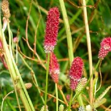 Sanguisorba officinalis  'Tanna'