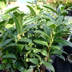 Sarcococca hookeriana var. digyna